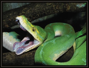 Morelia viridis