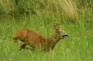 Rehbock auf der Jagd...