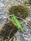 Alpen-Gebirgsschrecke (Miramella alpina)