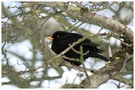 Amsel in winterlichem Baum