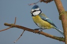 Blaumeise 1, Parus caeruleus