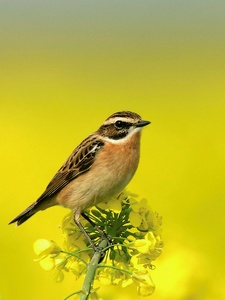 Farben der Natur...Braunkehlchen ND