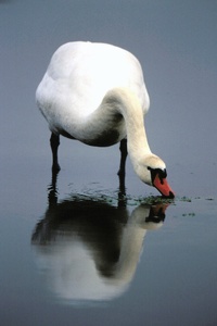 fressender Schwan ND