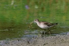 Bruchwasserläufer mit Frosch ND
