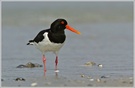 Austernfischer (Haematopus ostralegus), Helgoland , Düne