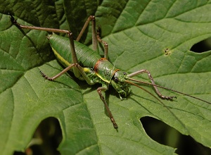 Steppen-Sattelschrecke (Ephippiger ephippiger)