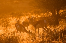 ND: Kalahari 2005