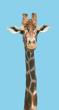 Giraffe ZO/EBV