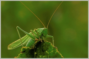 Grünes Heupferd (Tettigonia viridissima)