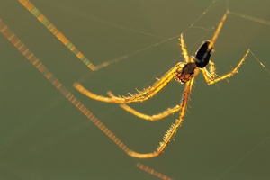 Spinne im morgendlichen Gegenlicht