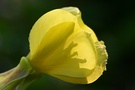 Nachtkerze ND