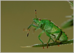 Grüne Stinkwanze (Palomena prasina)