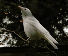 Rabenkrähe - Albino