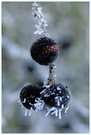 Frost in der Hecke II