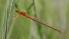 Kleine Pechlibelle (Ischnura pumilio)