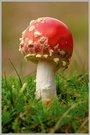 Fliegenpilz (Amanita muscaria)