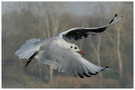 Möwe im Flug