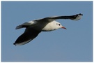 Möwe im Flug