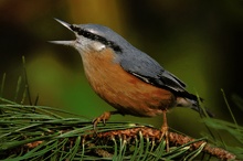 "Die Stimme unserer Wälder"