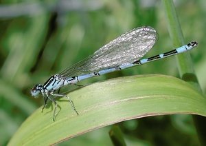 Vogel-Azurjungfer (Coenagrion ornatum) - Männchen KD