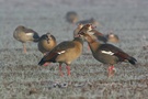 Nilgänse ND