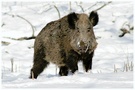 Wildschwein im Schnee