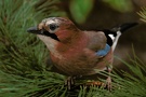 Eichelhäher (Garrulus glandarius)