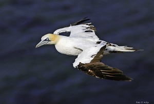 "  Fliegen müßte man können  "