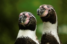 Humboldtpinguine ZO