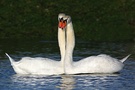 Höckerschwan KD