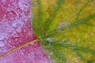 Blatt im Eis