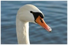 Schwan (Portrait)