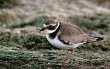 Sandregenpfeifer - Jungvogel ND