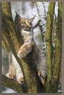 Luchs im Baum ZO