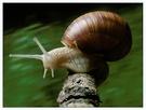 Highspeed Schnecke