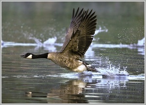 Kanadagans (Branta canadensis)