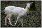 Weißes Damwild