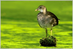 Teichhuhn (Gallinula chloropus), Jungtier