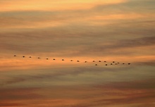 Kraniche im Sonnenuntergang, ND