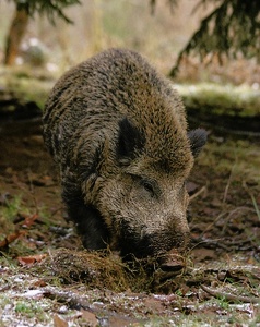 Wildschwein ZO