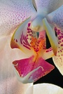 Makro - Orchidee KD
