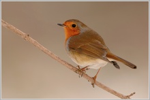 Rotkehlchen (Erithacus rubecula)