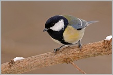 Kohlmeise (Parus major)