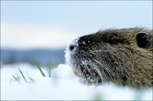 nutria