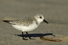 Sanderling (Calidris alba) ND