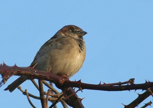 KD Spatz (Ast entfernt)