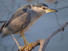 Nachtreiher (Nycticorax Nycticorax)