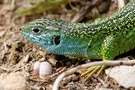 Smaragdeidechse
