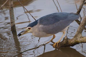 Nachtreiher(2) (Nycticorax Nycticorax)