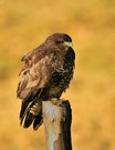 Bussard in der Wintersonne